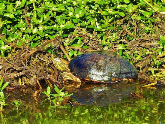 Tortuga pintada