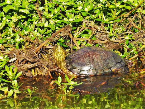 Tortuga pintada