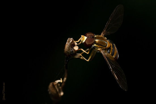 Mosca de las flores