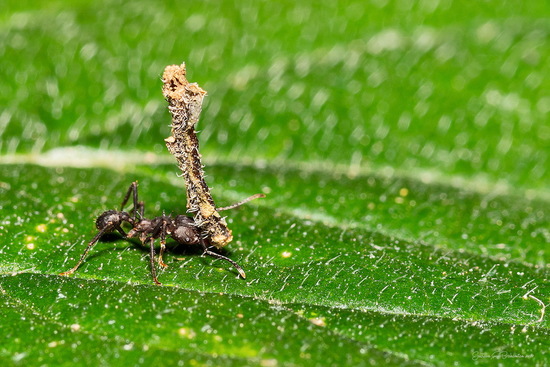 Hormiga cortadora de hojas