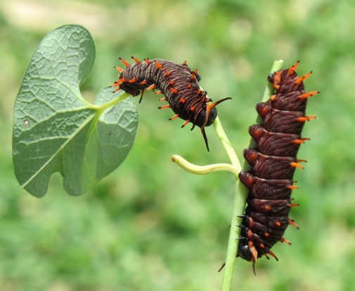 Polydamas swallowtail