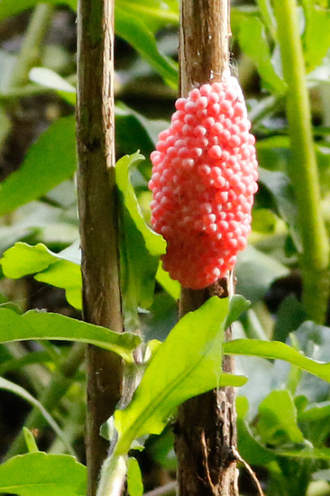 Caracol manzana