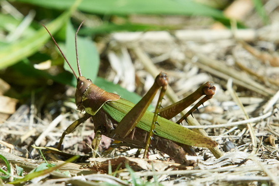 Tucura de patas espinosas