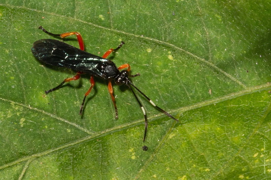 Avispa parásita
