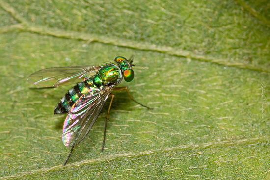 Long-legged flies