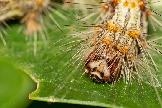 Polilla tigre