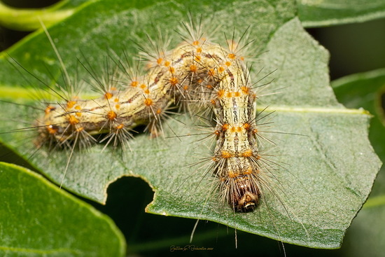 Polilla tigre