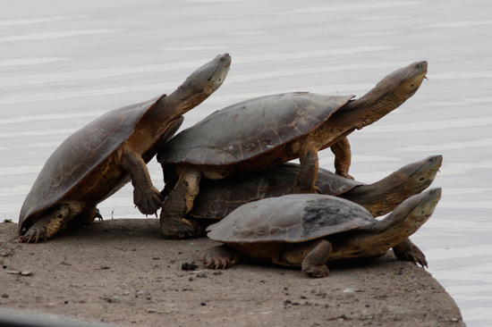 Tortuga de laguna