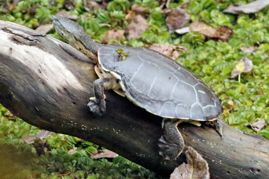 Tortuga de laguna