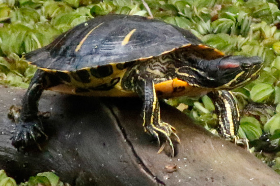 Tortuga de orejas rojas