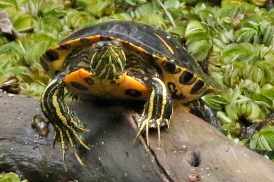 Tortuga de orejas rojas