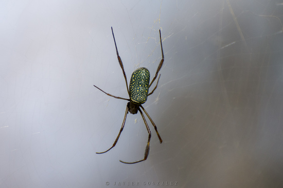 Araña de seda de oro