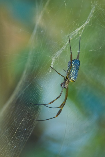 Araña de seda de oro