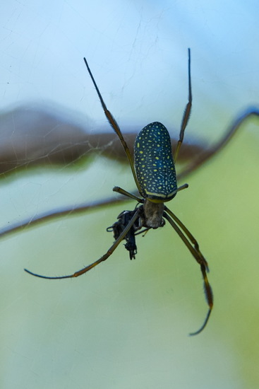 Araña de seda de oro