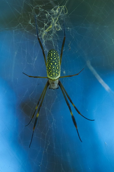Araña de seda de oro