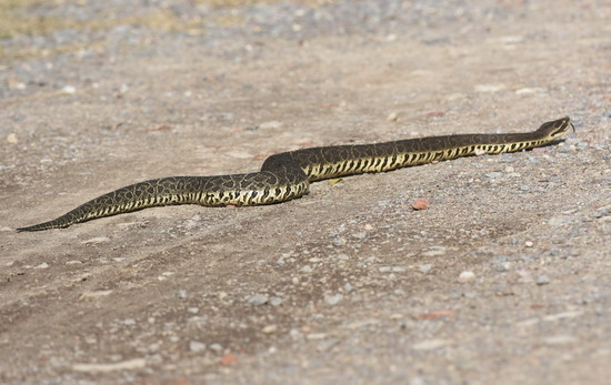 Yarará grande