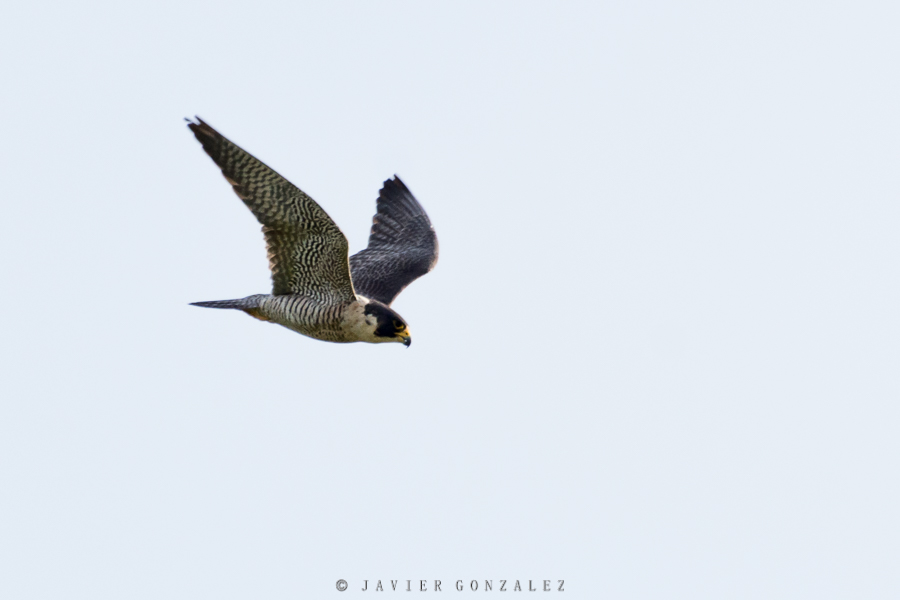 Peregrine falcon on the wing