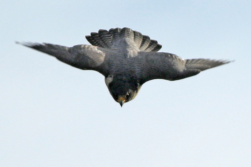 A peregrine falcon in search for food