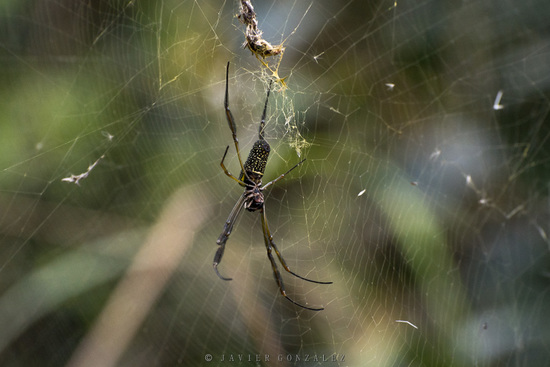 Araña de seda de oro