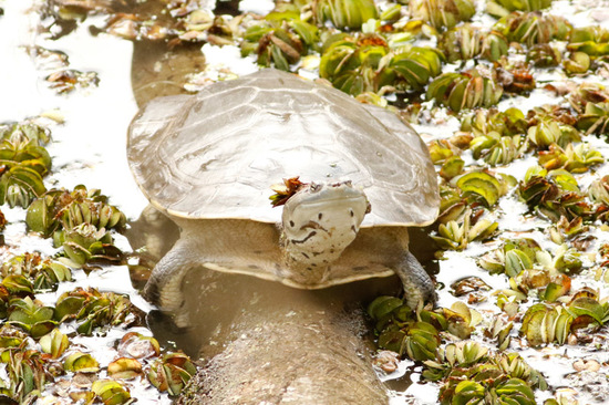 Tortuga de laguna