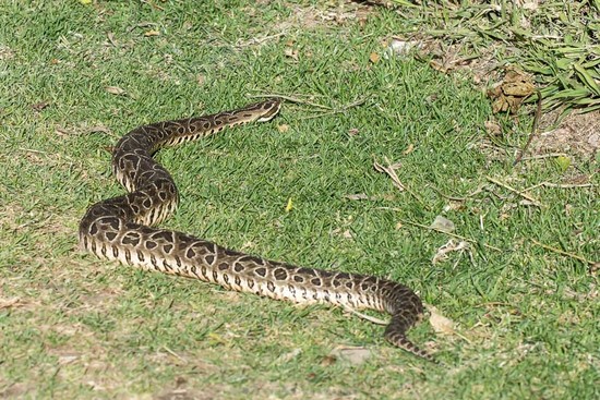 Yarará grande