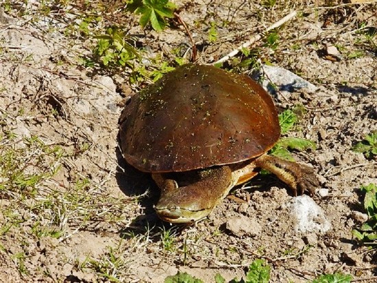 Tortuga de laguna