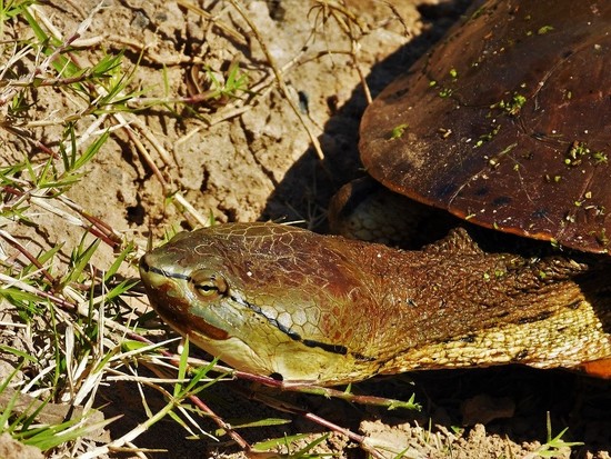 Tortuga de laguna