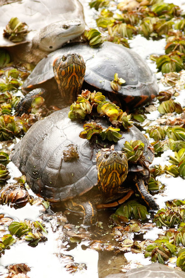 Tortuga pintada