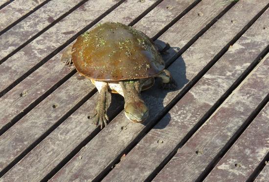 Tortuga de laguna