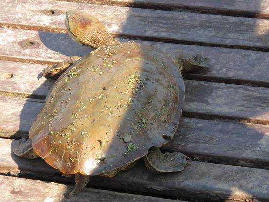 Tortuga de laguna