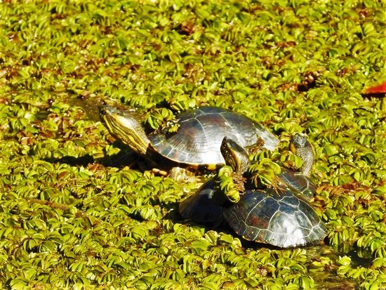 Tortuga pintada