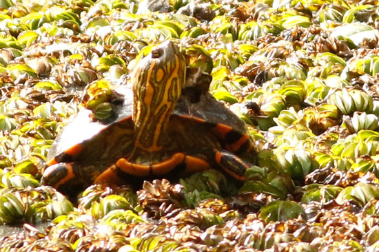 Tortuga pintada