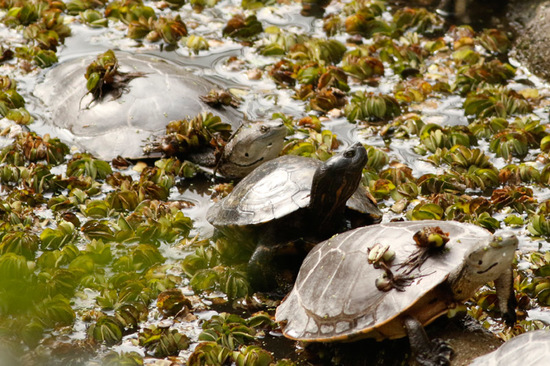Tortuga pintada