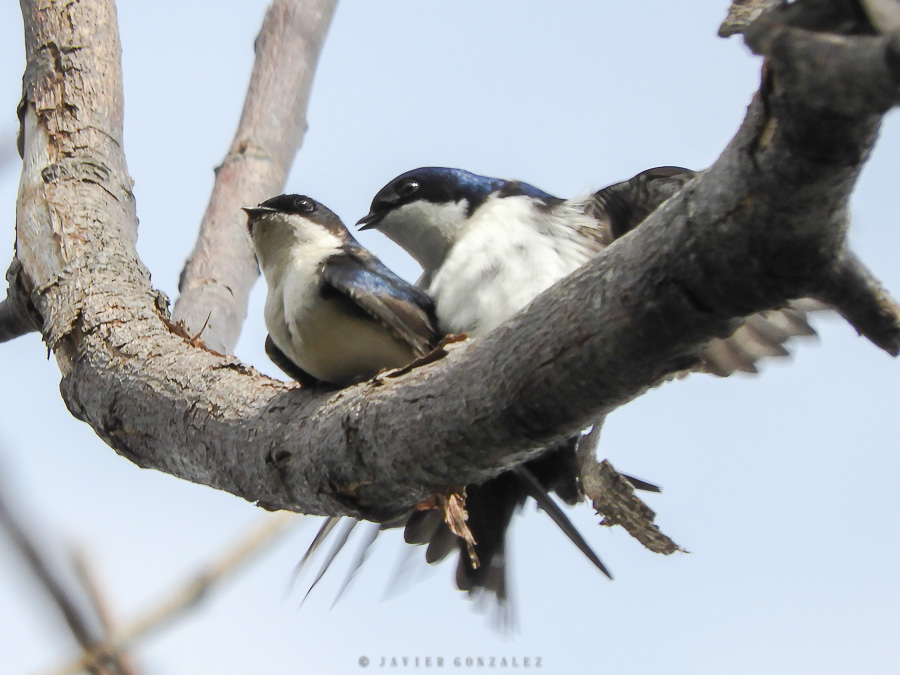 Blue-and-white swallows courtship