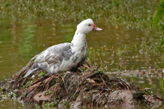 Pato criollo