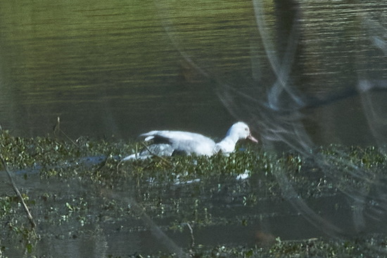 Pato criollo