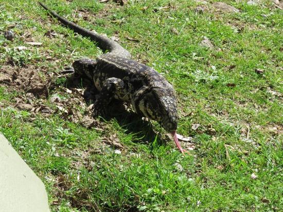 Lagarto overo