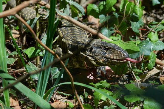 Lagarto overo