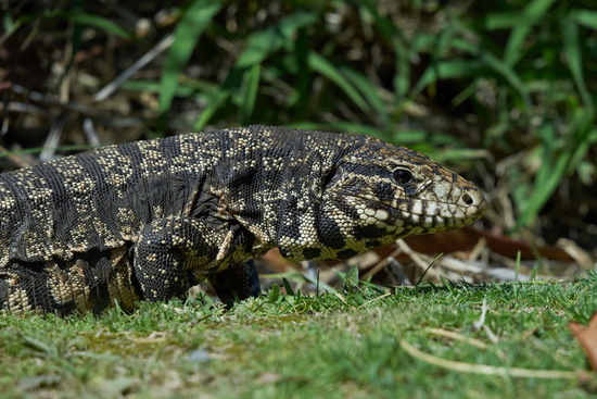 Lagarto overo
