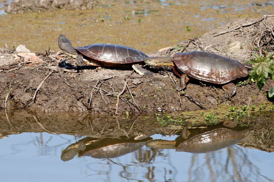 Tortuga de laguna