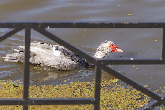 Pato criollo