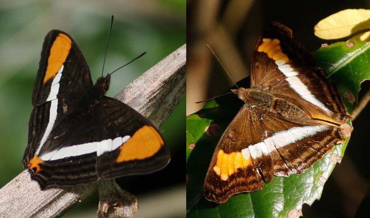 Difference between female laurentia emperor and syma sister