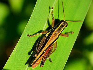 Tucuras - Familia Acrididae