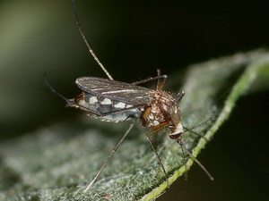 Mosquito charquero/Aedes albifasciatus