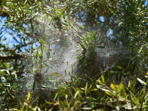 Araña social de tela desordenada/Anelosimus sp.