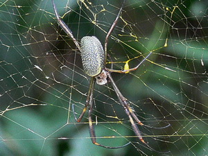Araña de la seda de oro/Trichonephila clavipes