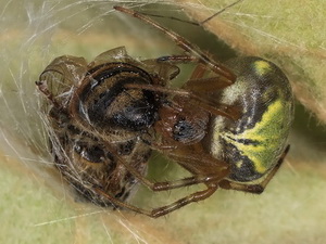 Araña tejedora/Araneus workmani