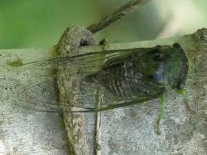 Cicada/Dorisiana drewseni
