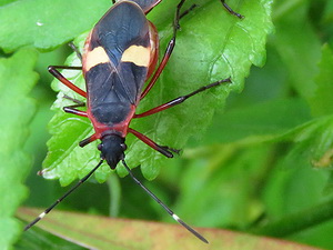 Chinche tricolor/Dysdercus albofasciatus