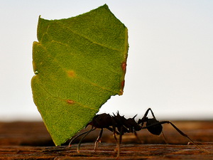 Hormiga cortadora de hojas/Acromyrmex lundii